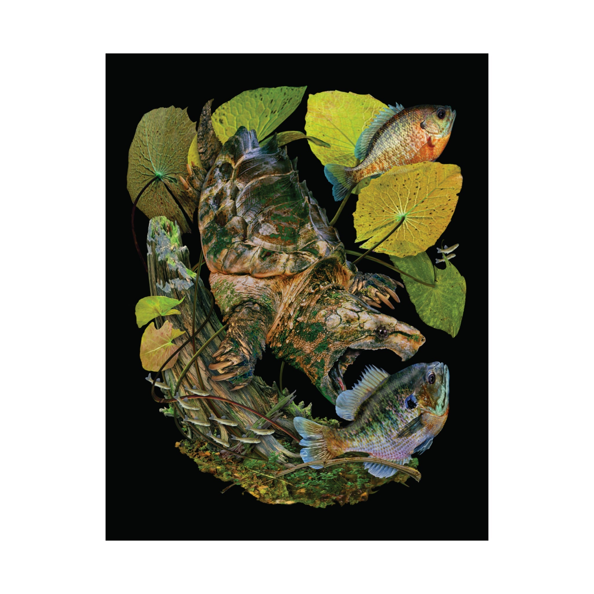 Alligator Snapper Poster Wetlands Performance Apparel